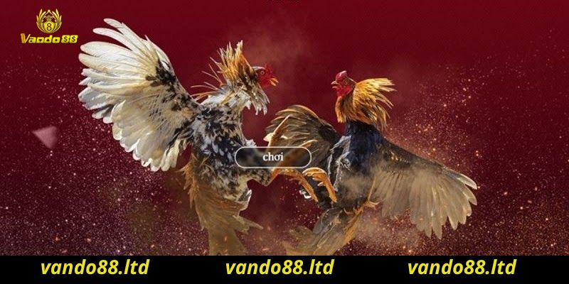 Thông tin giới thiệu đến bạn Game đá gà Vando88